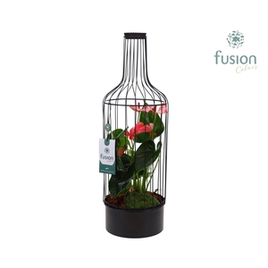 Metaal fles zwart Large met Anthurium