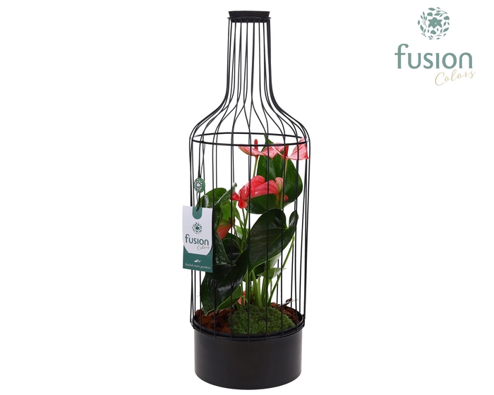 <h4>Metaal fles zwart Large met Anthurium</h4>