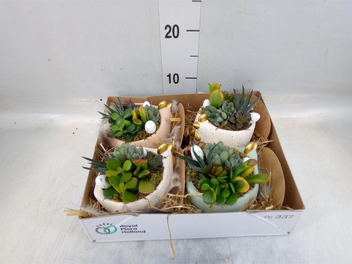 <h4>Arr. Pasen L%</h4>