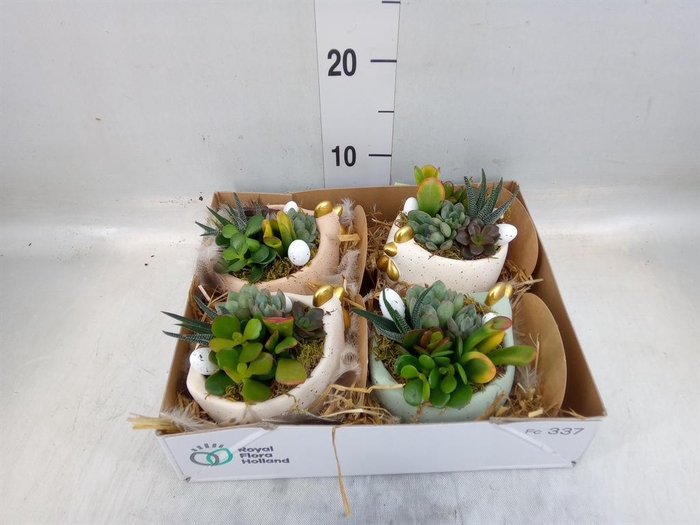 <h4>Arr. Pasen L%</h4>