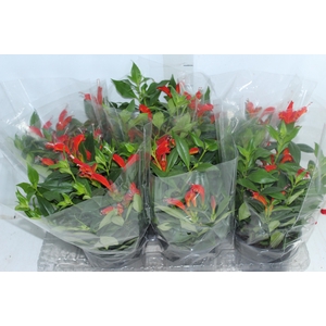 AESCHYNANTHUS SPECIOSUS P15