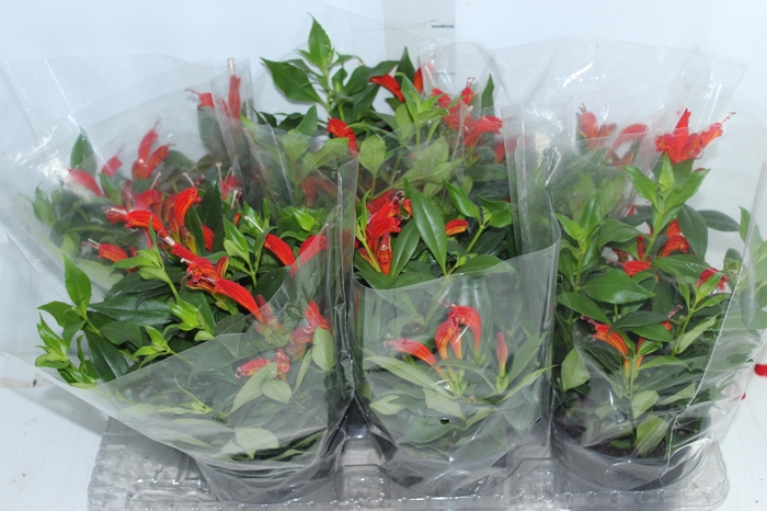 <h4>AESCHYNANTHUS SPECIOSUS P15</h4>