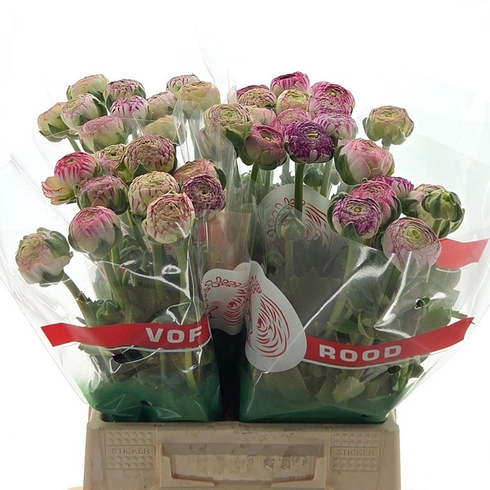 <h4>Ran Aazur Pink Stripe</h4>