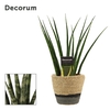 Sansevieria Fernwood 12 cm in Hanoi mand grijs (Deco-collection)