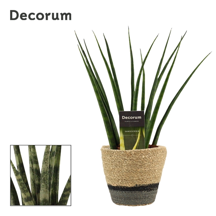 Sansevieria Fernwood 12 cm in Hanoi mand grijs (Deco-collection)