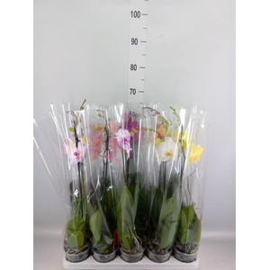 Phalaenopsis   ...mix