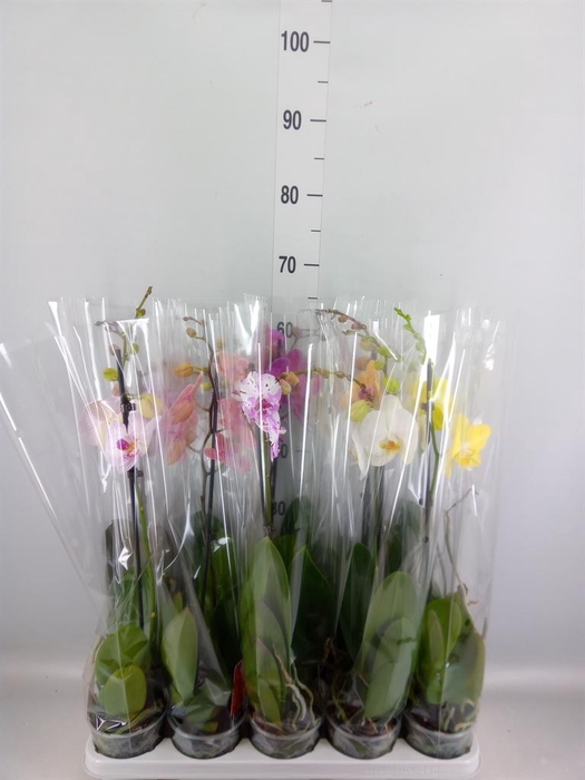 <h4>Phalaenopsis   ...mix</h4>