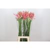 Nerine Flugel