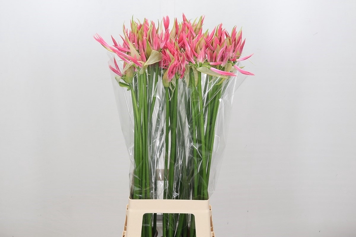 <h4>Nerine Flugel</h4>