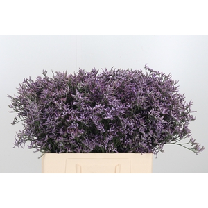 Limon Safora Lilac