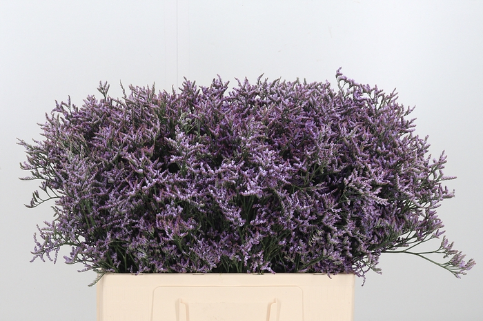 <h4>Limon Safora Lilac</h4>