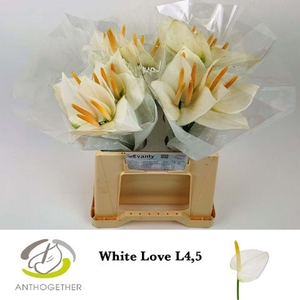 Anthurium andr. 'White Love'
