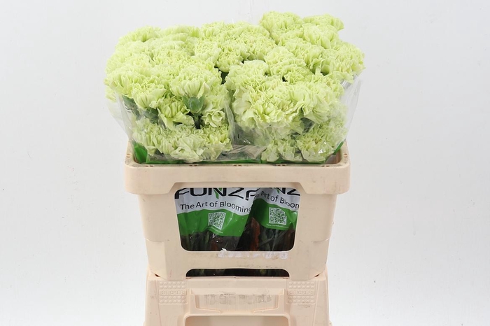 <h4>Di St Jungle Green 50cm</h4>