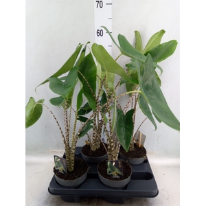 Alocasia zebrina