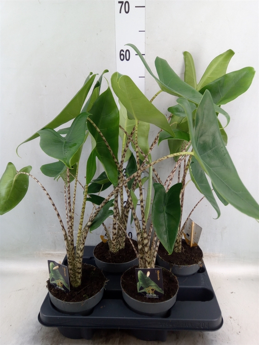 <h4>Alocasia zebrina</h4>