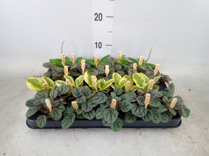 <h4>Peperomia   ...mix</h4>
