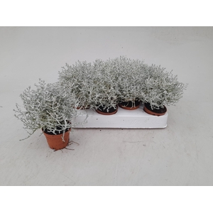 Leucophyta brownii (Calocephalus) 6Ø 10cm