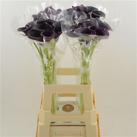 <h4>Calla Cantor</h4>