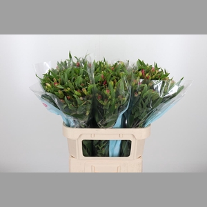 Alstroemeria Pink Paradiso 60 Gram