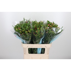 Alstroemeria Pink Paradiso 60 Gram