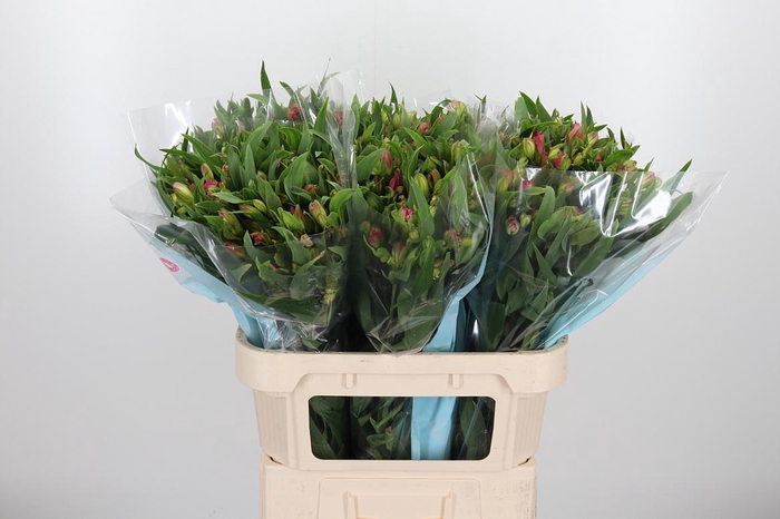 Alstroemeria Pink Paradiso 60 Gram