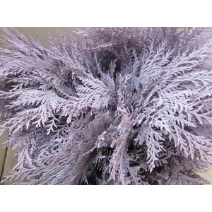 Conifeer Licht Milka