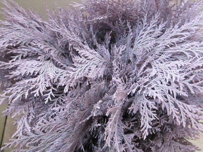 <h4>Conifeer Licht Milka</h4>