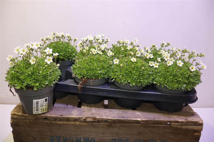 <h4>Saxif Ar Marto White</h4>