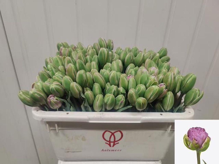 <h4>Tulipa do xavier</h4>