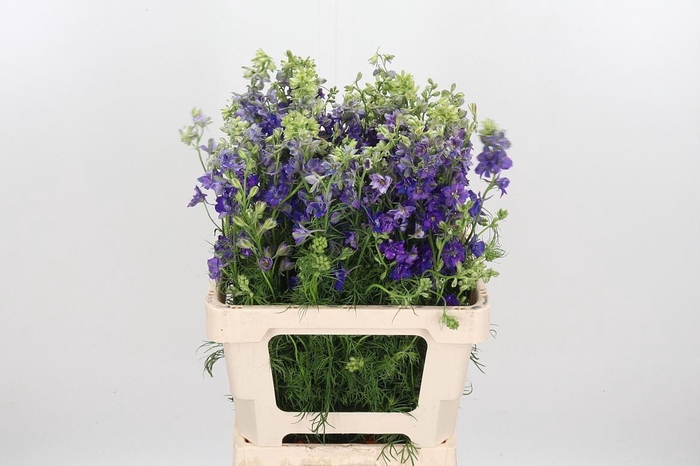 <h4>Cons R Q Dark Blue</h4>