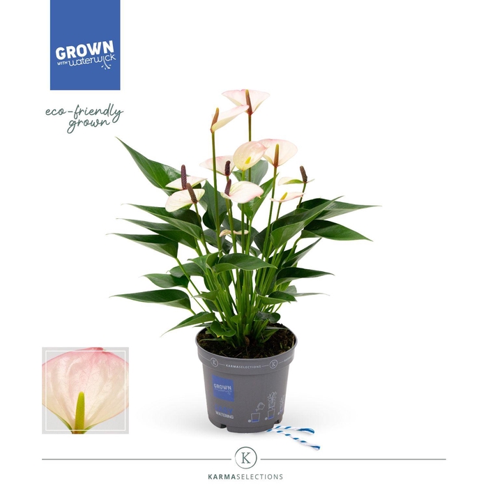 <h4>Mimesis Anthurium Karma Lipa Mini - 12 cm</h4>
