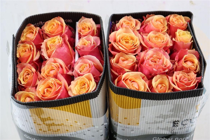 <h4>R Gr Cherry Brandy</h4>