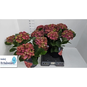 HYDR M RED ERIS