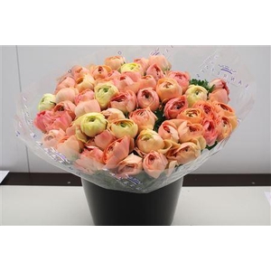 Cloni Super Grand Pastel