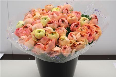 <h4>Cloni Super Grand Pastel</h4>