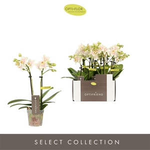 Phalaenopsis Multifloratypes overig geel