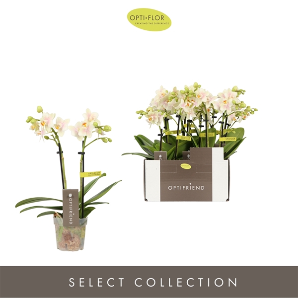 <h4>Phalaenopsis Multifloratypes overig geel</h4>