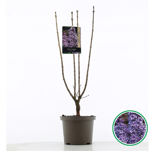 <h4>Syringa vulgaris 'Sensation' C5 (23cm.)</h4>