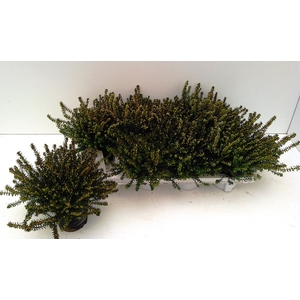 Erica dar. Spring Surprise