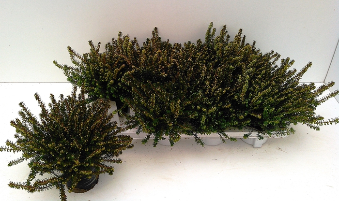 <h4>Erica dar. Spring Surprise</h4>