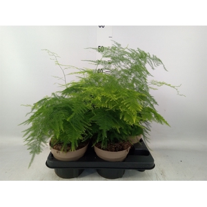 Asparagus setaceus