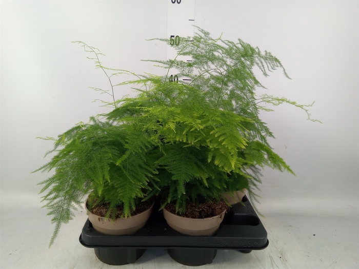 <h4>Asparagus setaceus</h4>
