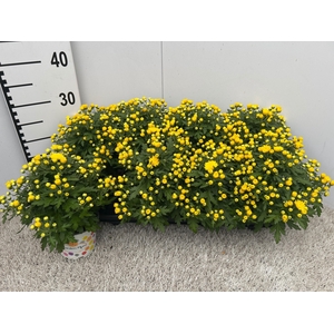 CHRY GARD YELLOW