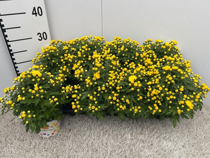 <h4>CHRY GARD YELLOW</h4>