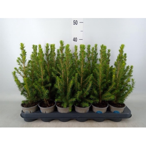 Picea glauca 'Conica'