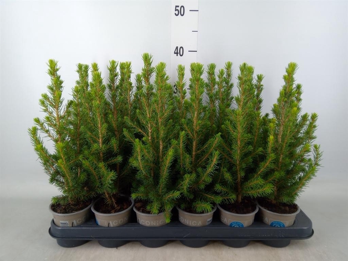 <h4>Picea glauca 'Conica'</h4>