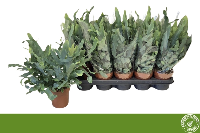 <h4>PHLEBO A BLUE STAR</h4>