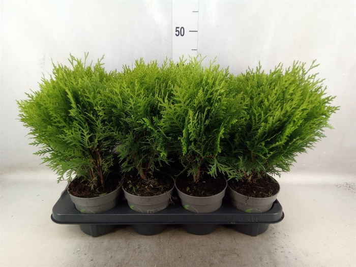 <h4>Thuja occid. 'Danica'</h4>