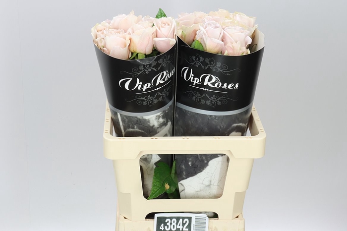 <h4>Rosa Gr Vip Brut!</h4>
