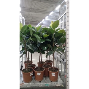 Ficus elastica 'Robusta'
